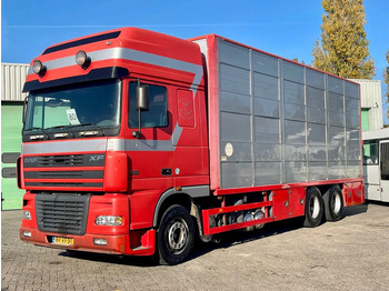 Camión transporte de ganado DAF XF 95 430