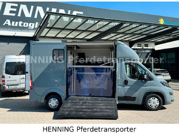 Camión para caballos Peugeot Boxer 3-Sitzer *NEUWAGEN* 1000 KG NUTZLAST: foto 4