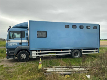 Camión 2004 MAN H09 CATTLE TRUCK: foto 3