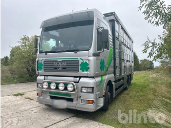 Camión transporte de ganado MAN TGA