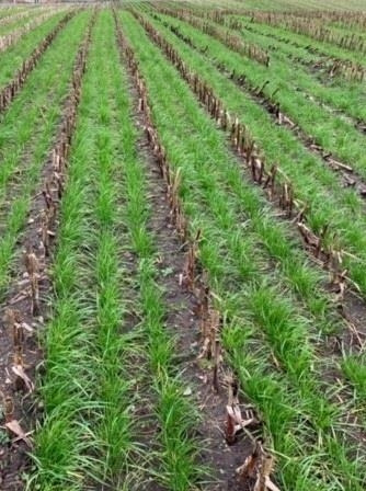 Gaspardo ***CropSeed*** Frøudstyr til radrenser - Equipo poscosecha: foto 5 Gaspardo ***CropSeed*** Frøudstyr til radrenser - Equipo poscosecha: foto 5