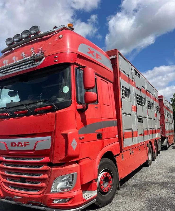 DAF XF 530 + Przyczepa Pezzaoli - 3X Trzoda, 2 X Bydło I 3 poziomy I Podnoszony dach I Hydroburta I Osie Skrętne I Poidła I Wentylatory I Pilot Manualny | - Camión transporte de ganado: foto 2 DAF XF 530 + Przyczepa Pezzaoli - 3X Trzoda, 2 X Bydło I 3 poziomy I Podnoszony dach I Hydroburta I Osie Skrętne I Poidła I Wentylatory I Pilot Manualny | - Camión transporte de ganado: foto 2