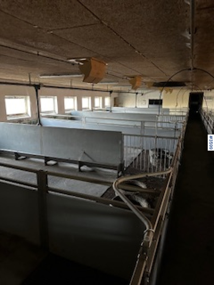 WEDG Pig House interior! - Maquinaria ganadera: foto 3 WEDG Pig House interior! - Maquinaria ganadera: foto 3