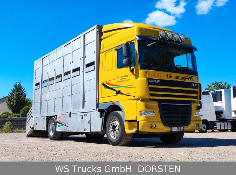 DAF XF410 Menke Doppelstock - Camión transporte de ganado: foto 2 DAF XF410 Menke Doppelstock - Camión transporte de ganado: foto 2